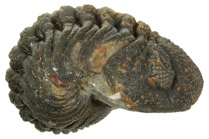 Wide, Curled Morocops Trilobite - Morocco #323237